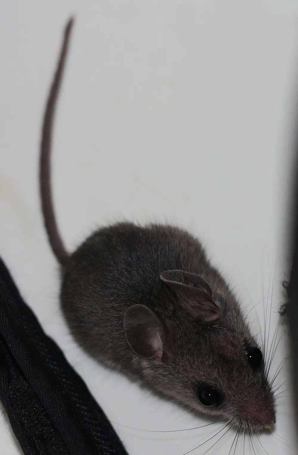 A white-footed mouse with big ears and a white belly, a field mouse that moves indoors in fall