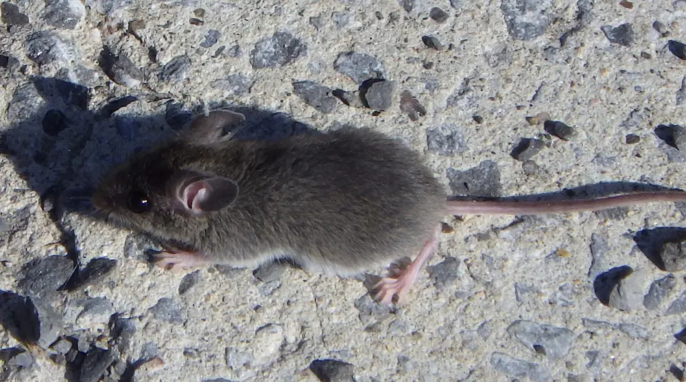 A gray-brown house mouse, the most common rodent in Overland Park homes