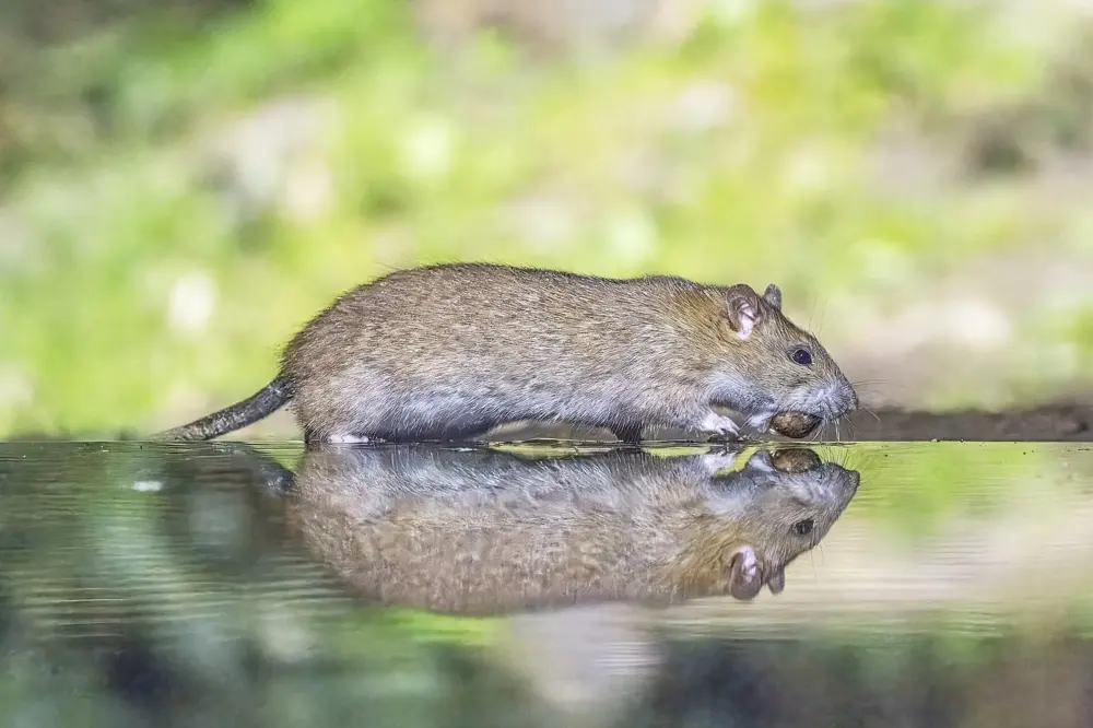 A Norway rat, the brown rat that burrows under sheds and slabs in Johnson County