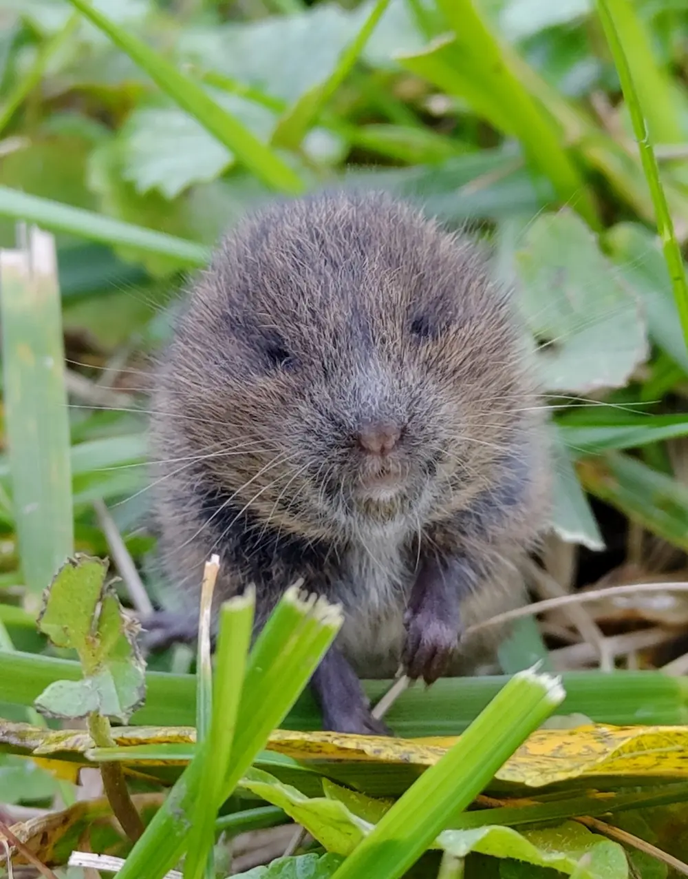 A meadow vole with a short tail and small ears, the rodent behind lawn runways in Johnson County